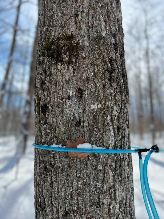 The Art of Tapping: Unveiling the Liquid Gold Harvest